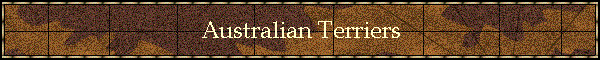 Australian Terriers