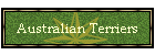 Australian Terriers