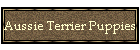 Aussie Terrier Puppies